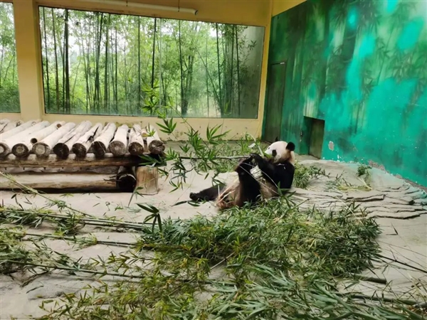 为什么非洲没有熊：可能比想象得更复杂