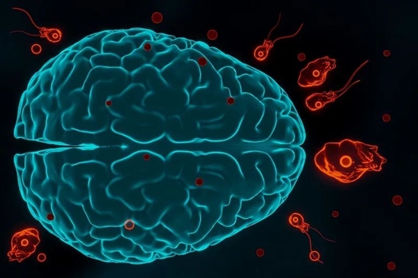 这种每年感染5000万人的寄生虫：科学已经知道它对人体做了什么